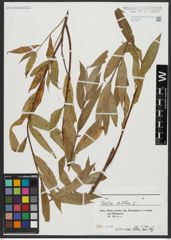 Foto von Salix alba L.